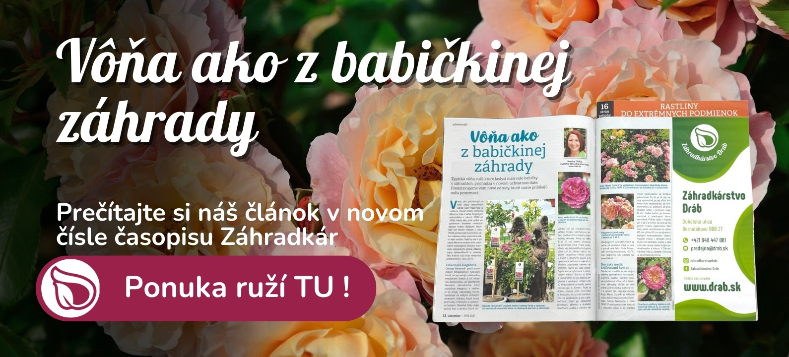ruže_článok