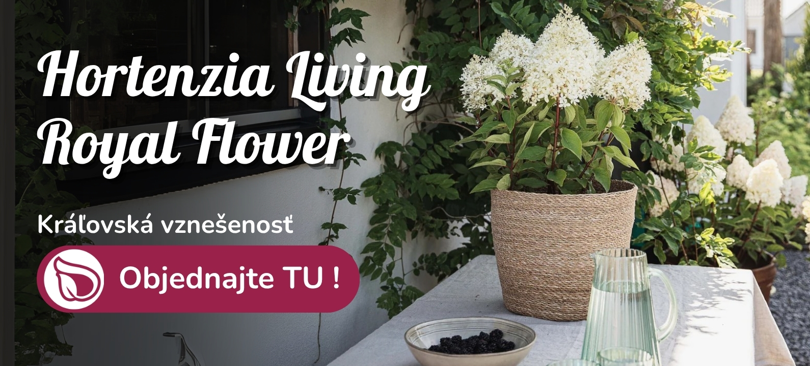 Hortenzia metlinatá living Royal Flower