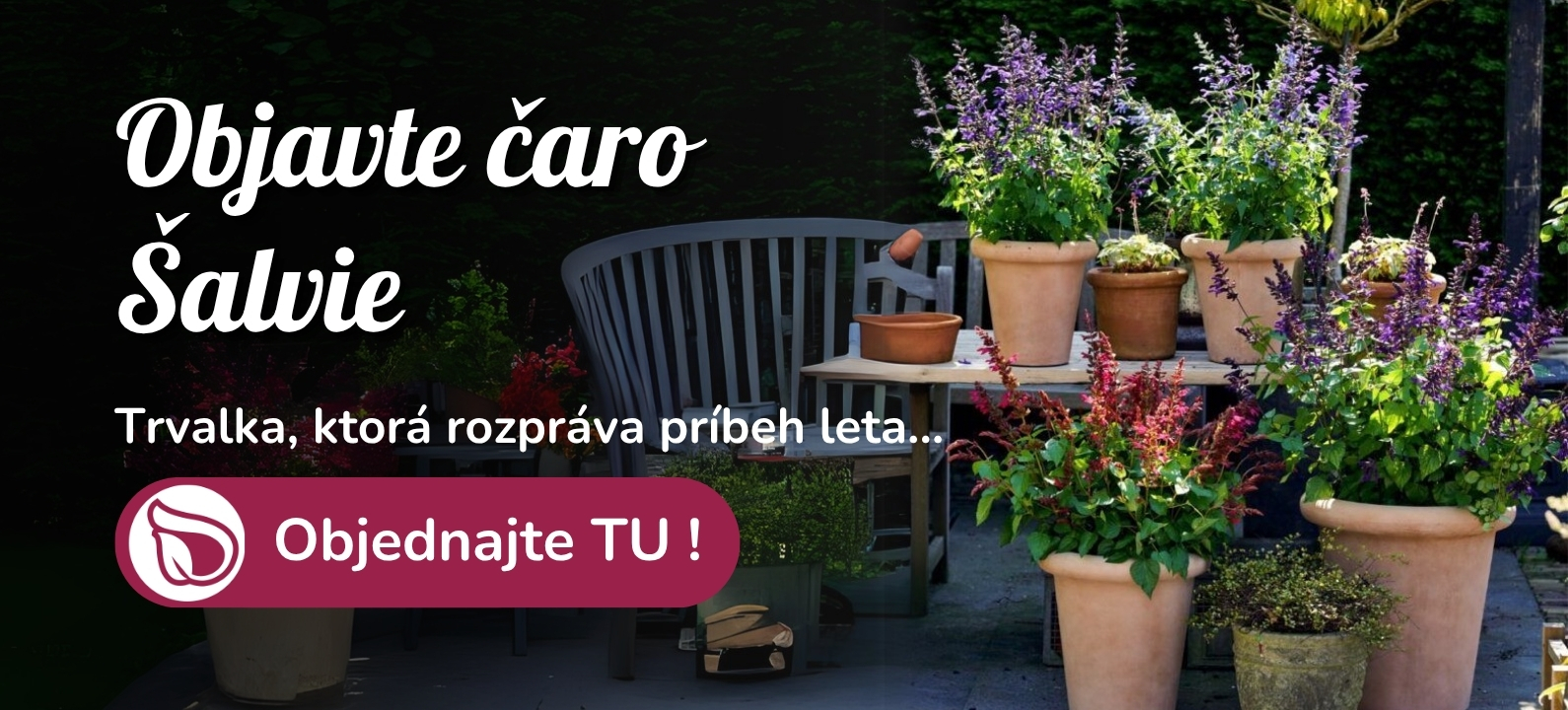 šalvia hájna