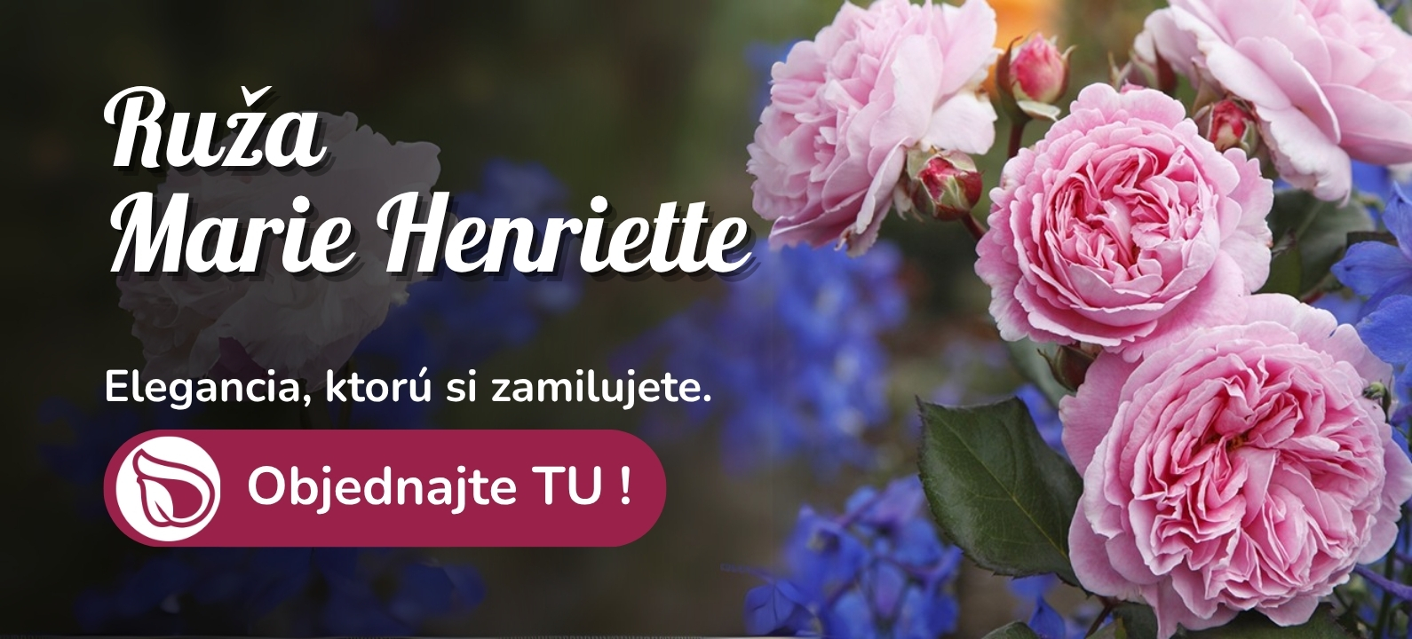 Ruža marie henriette