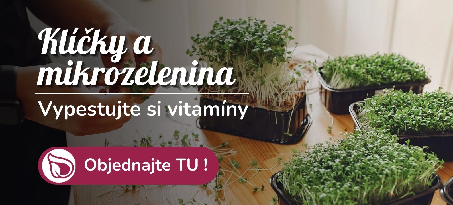 Klíčky a mikrozelenina