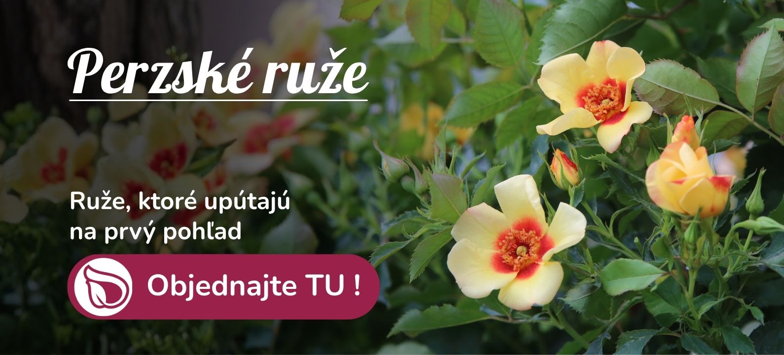 Perzské ruže_desktop