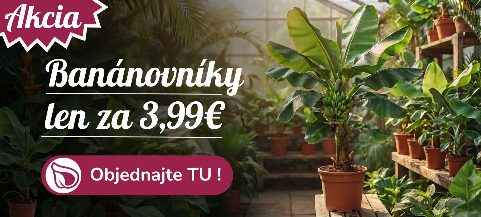 Banánovníky výpredaj