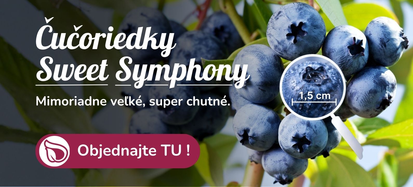 Čučoriedky sweet symphony