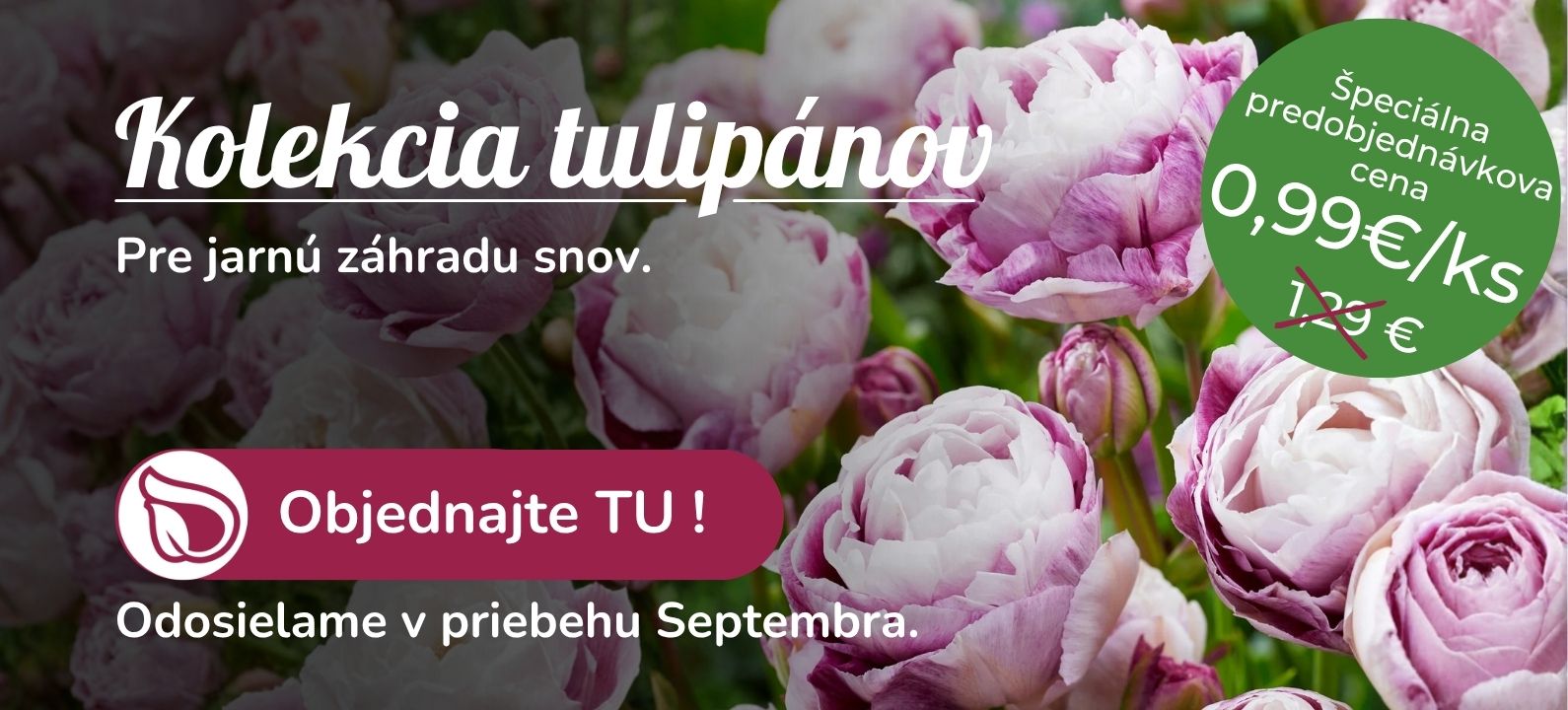 Tulipány
