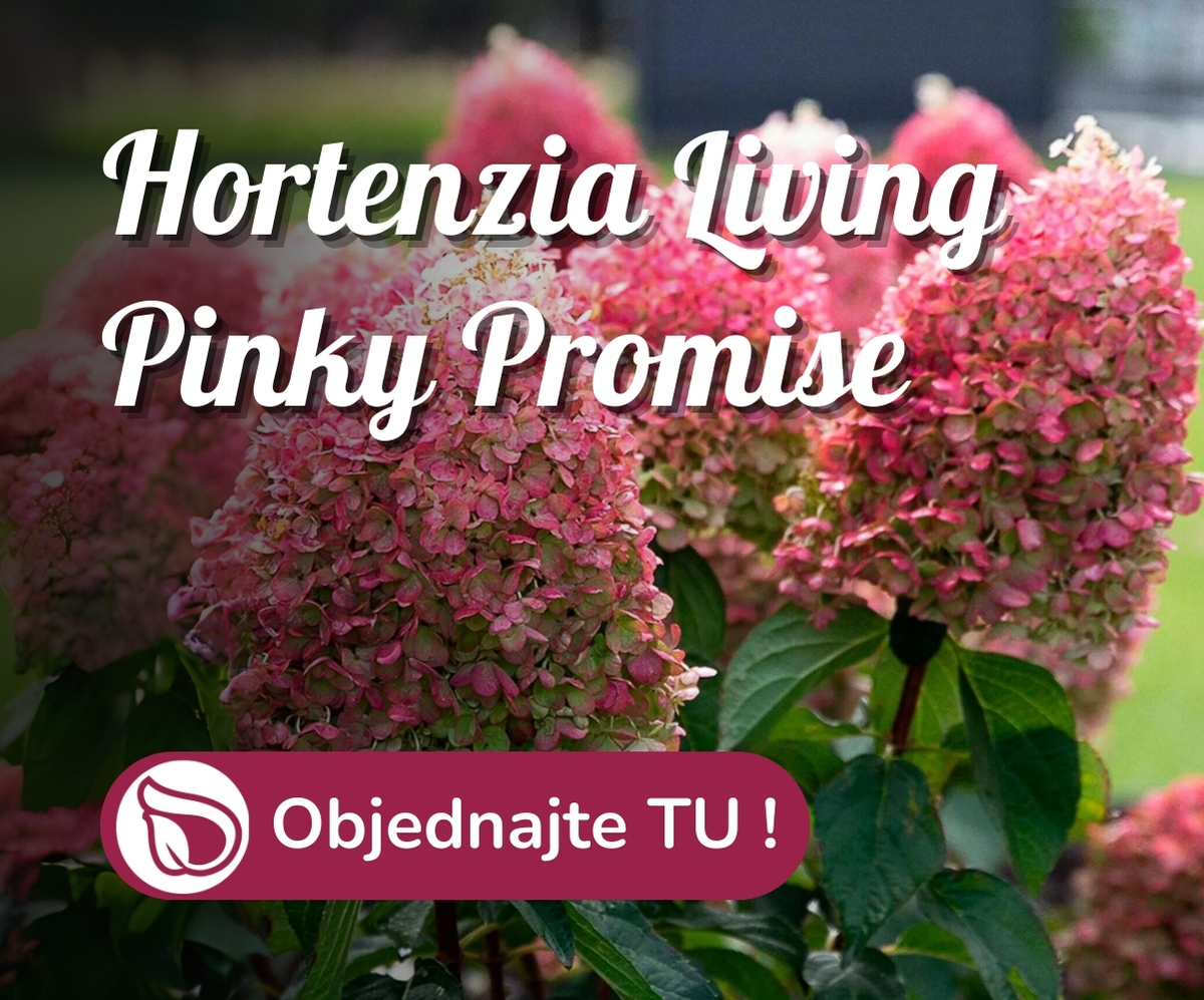 Hortenzia living Pinky Promise