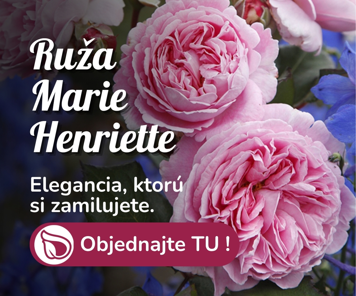 Ruža marie henriette
