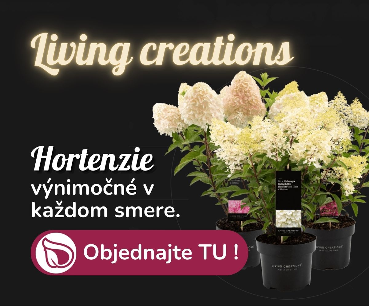 Hortenzie living