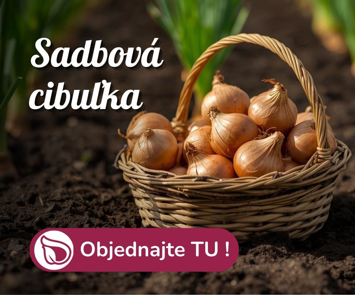 sadzačka cibula