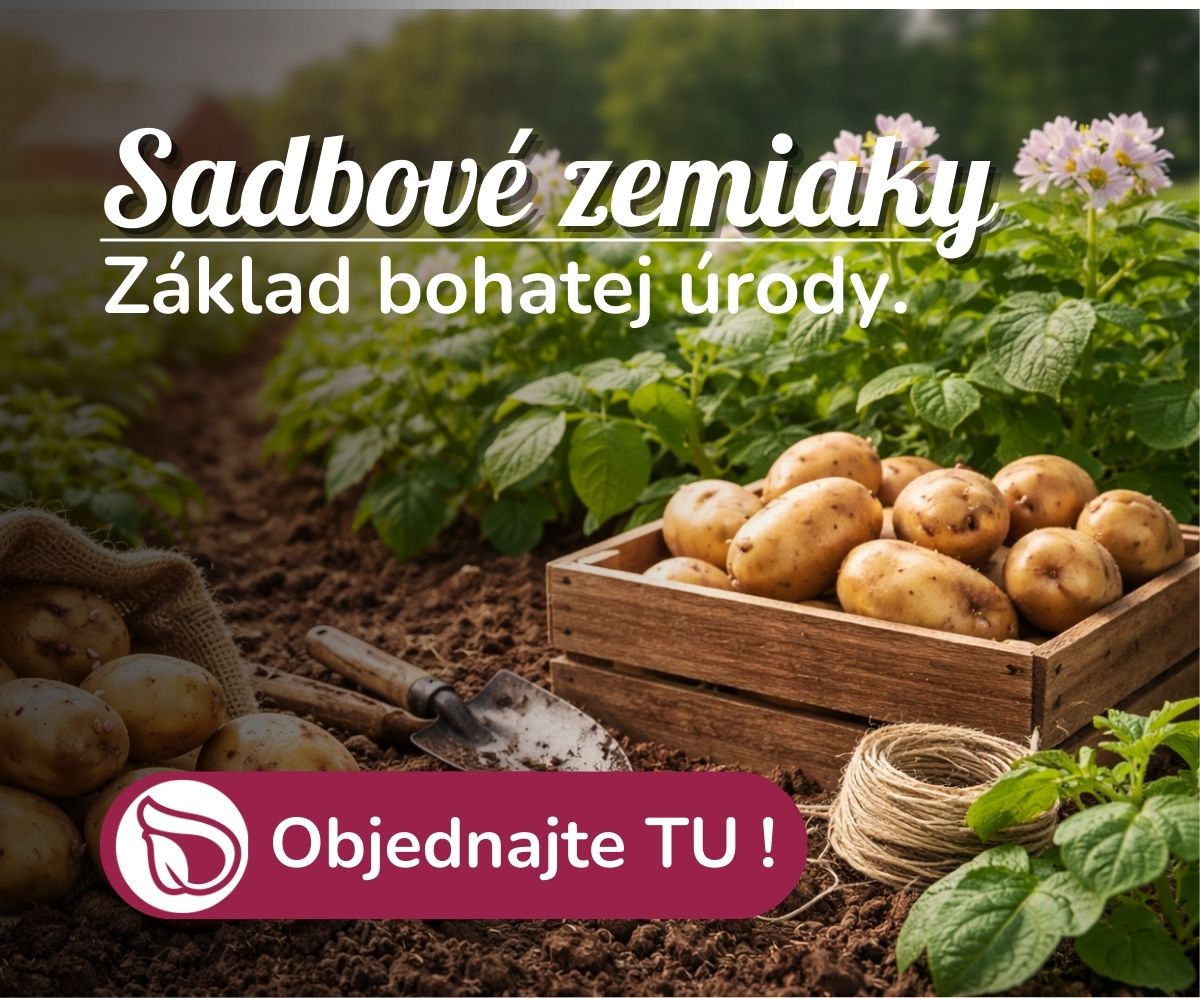 Sadbové zemiaky