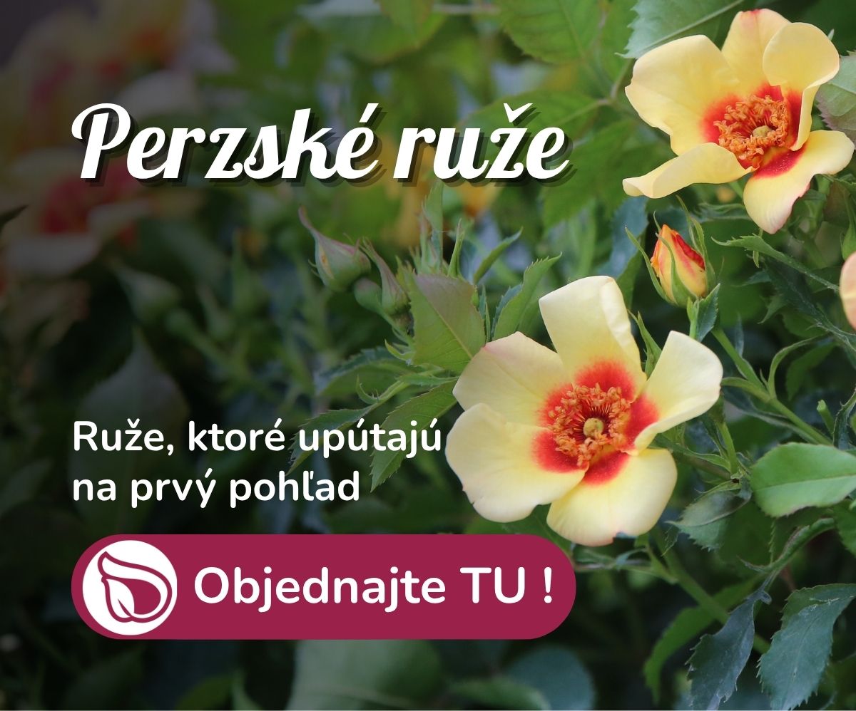 Perzské ruže