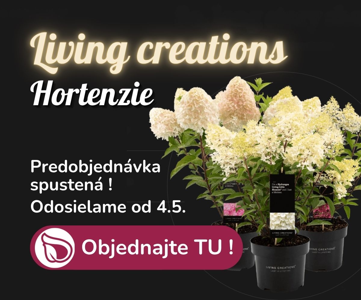 Hortenzie living predpredaj