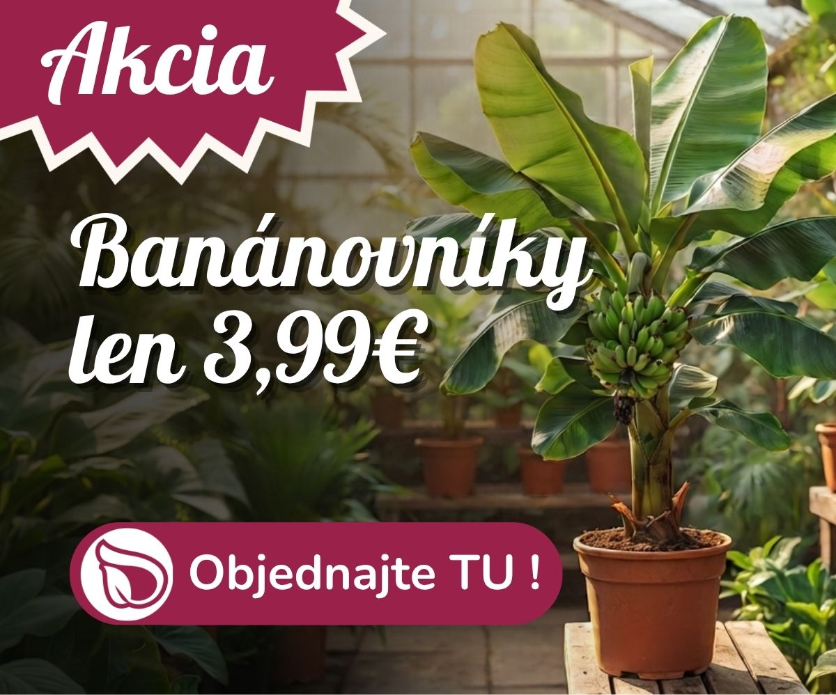 Bananovníky výpredaj