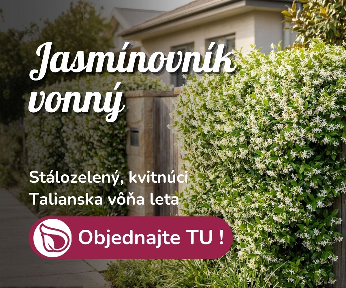 Jasminovník vonný