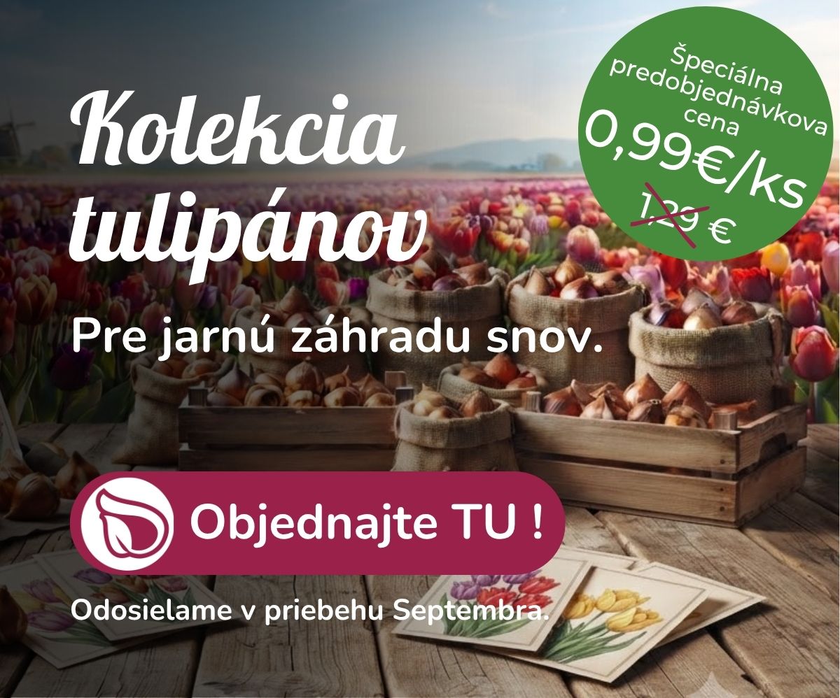 Tulipány predobjednávka