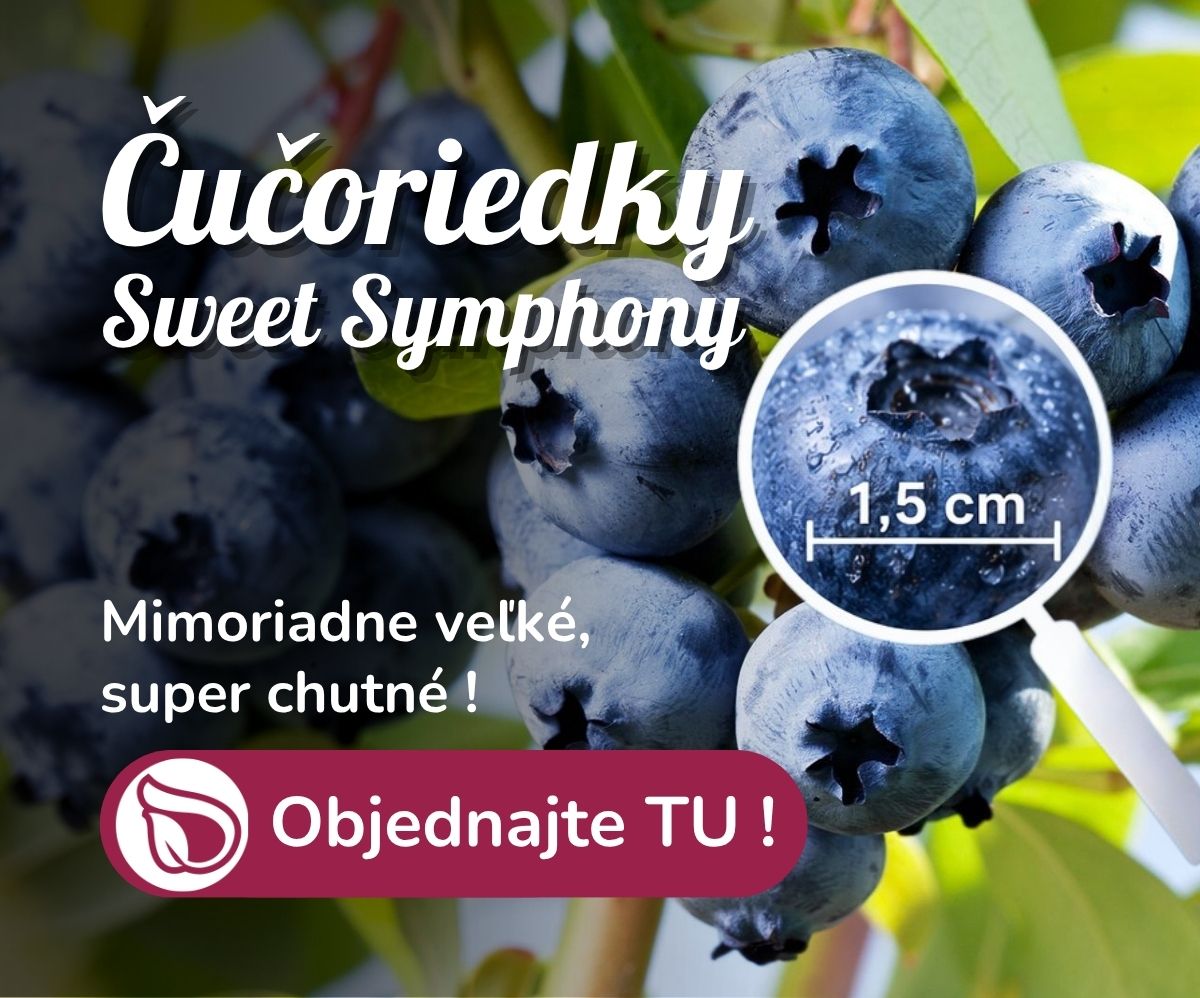 Čučoriedky sweet symphony