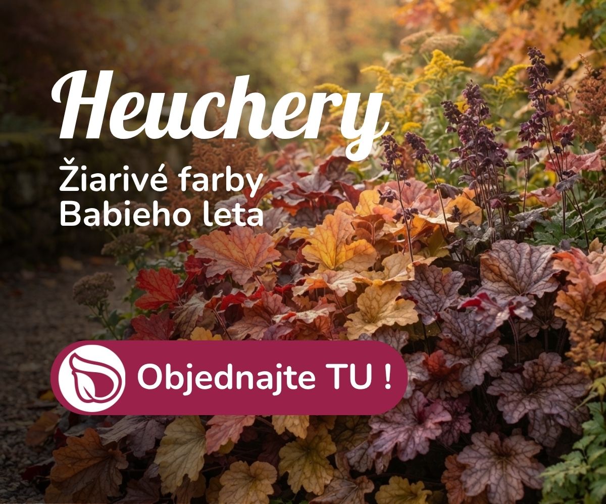 Heuchery