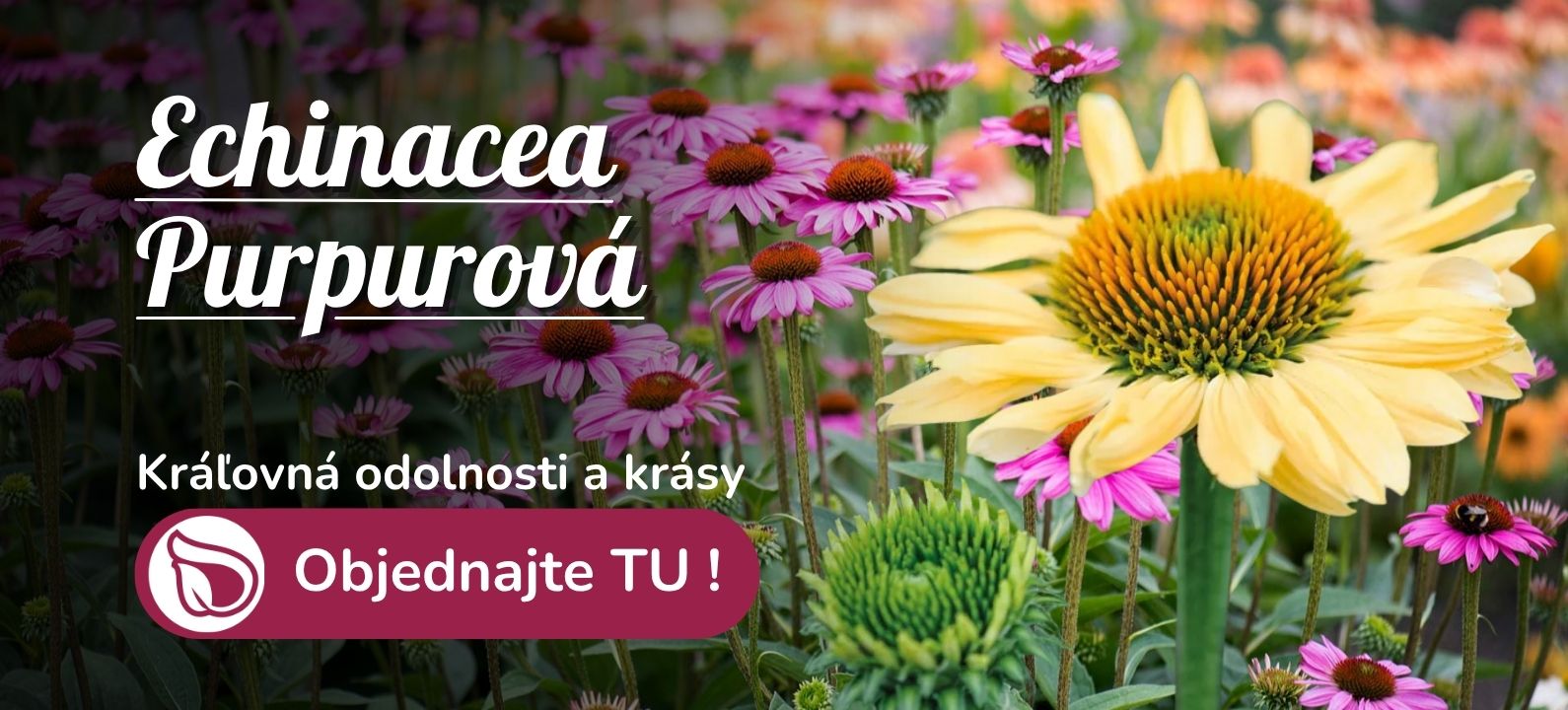 Echinacea purpurová