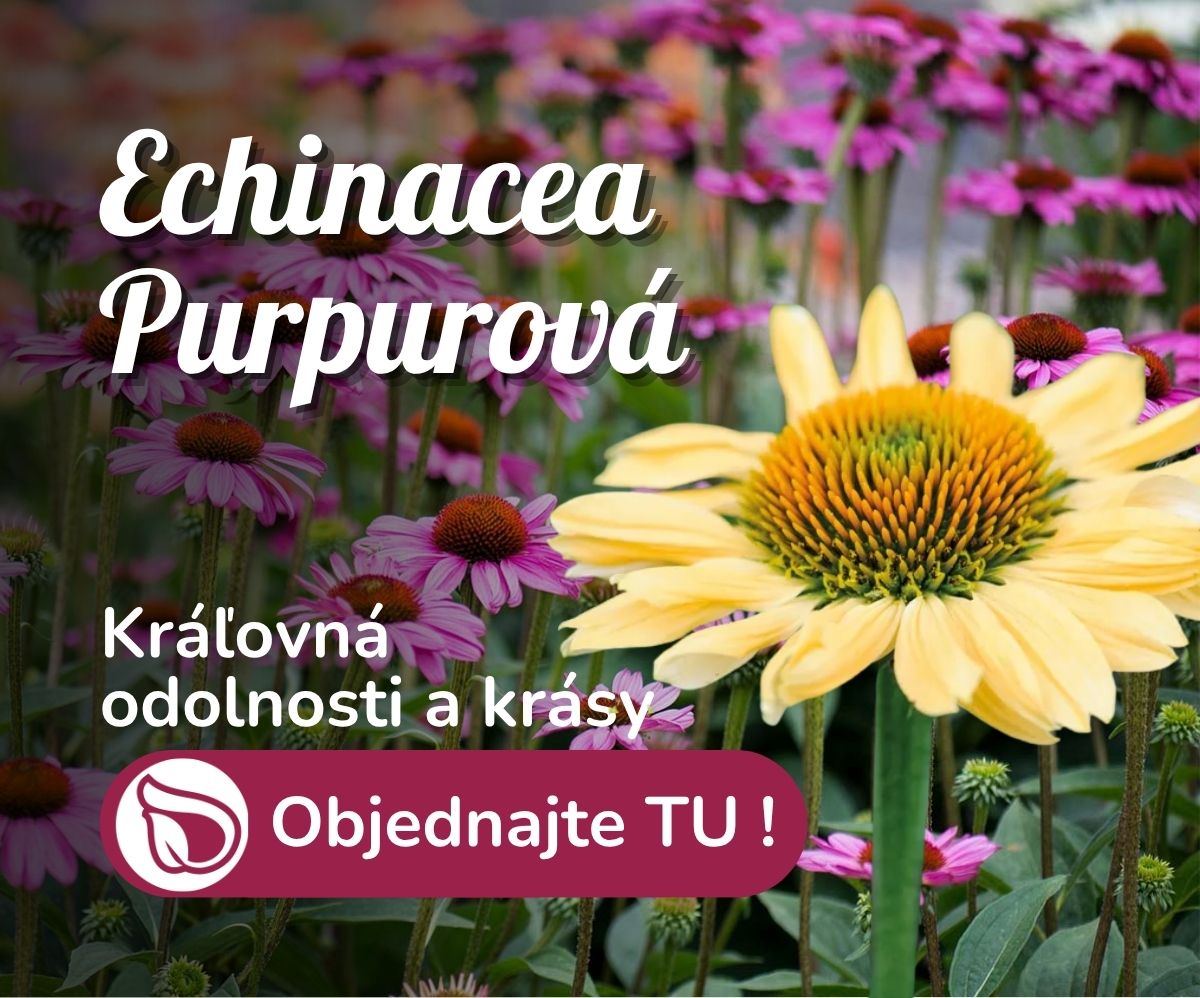 Echinacea purpurová