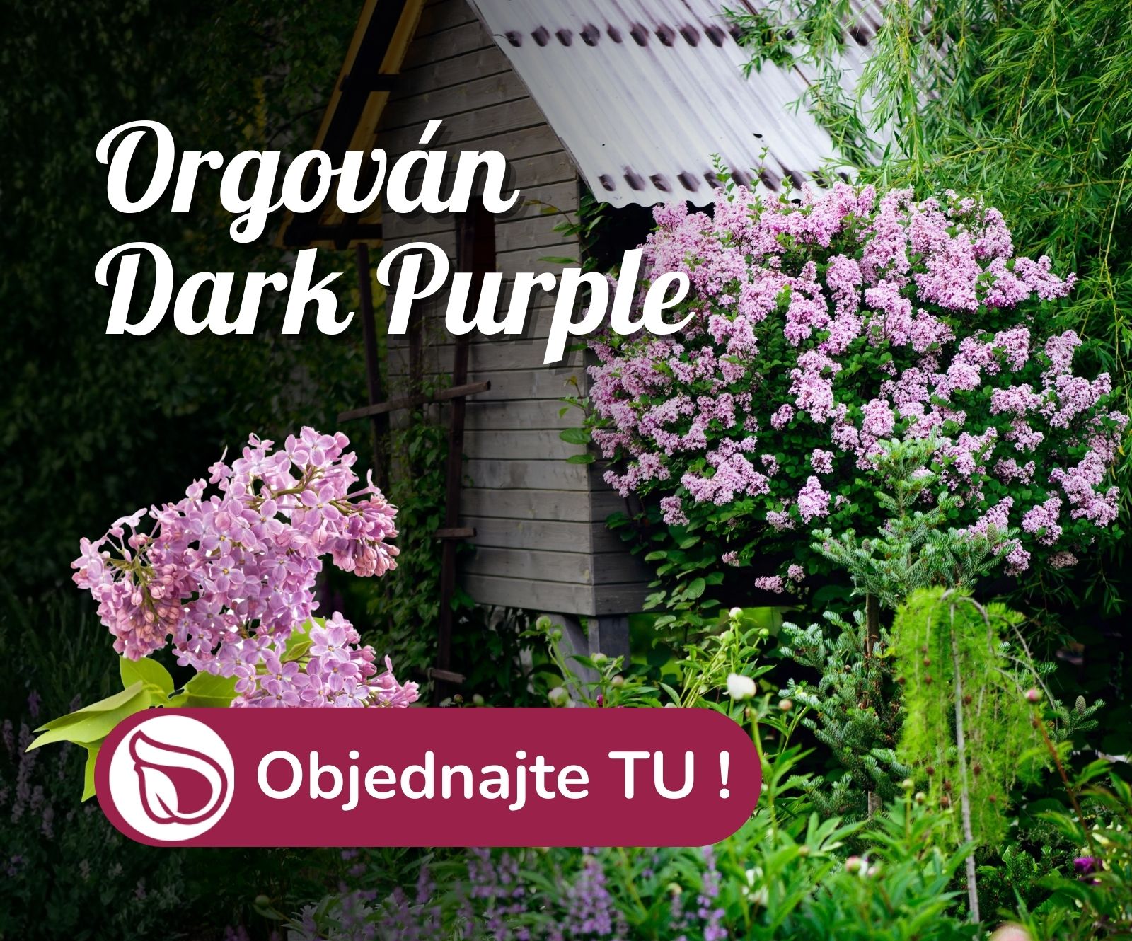 Orgován Dark Purple