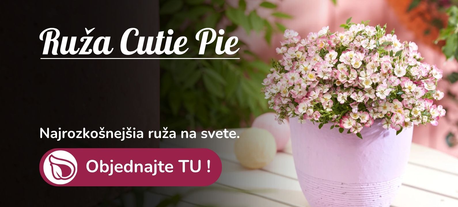 Ruža Cutie Pie