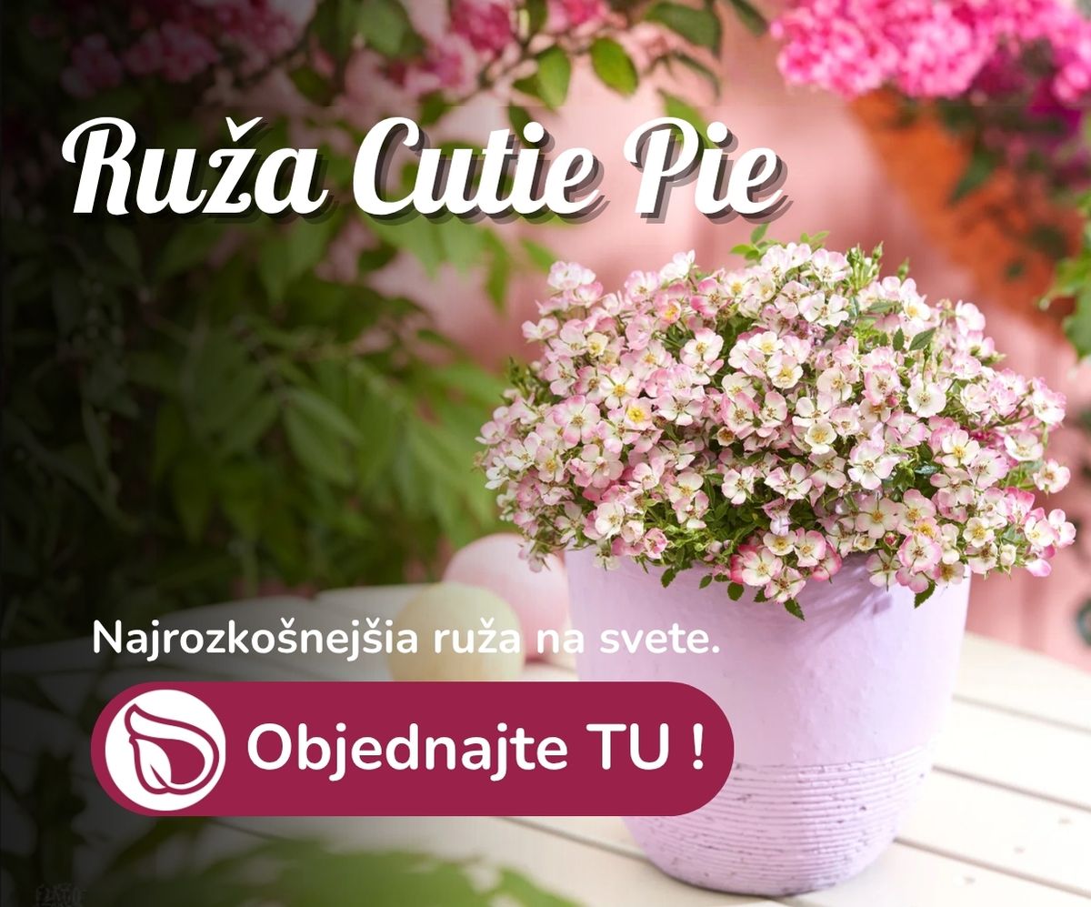 Ruža Cutie Pie
