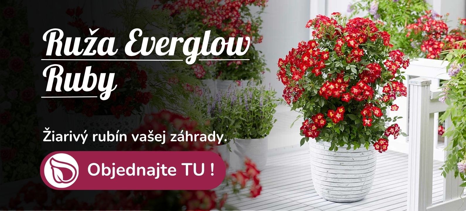 Ruža Everglow Ruby