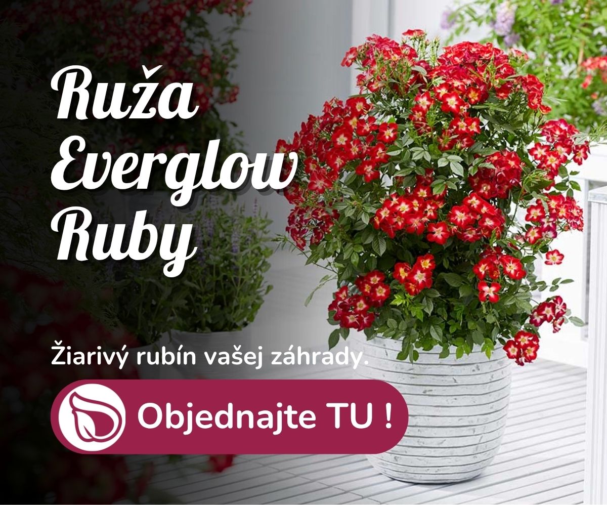 Ruža Everglow Ruby