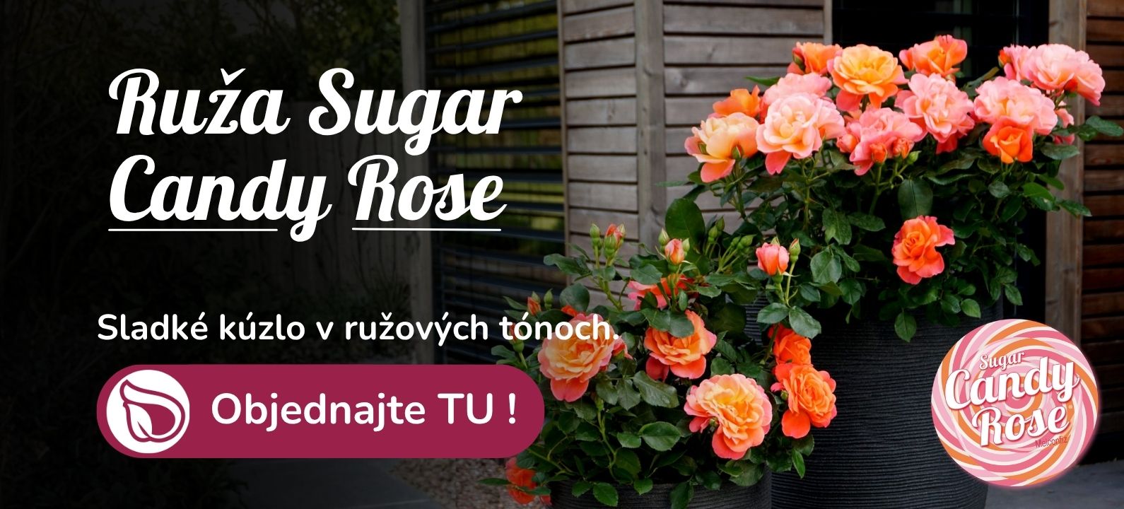Ruža Sugar Candy Rose