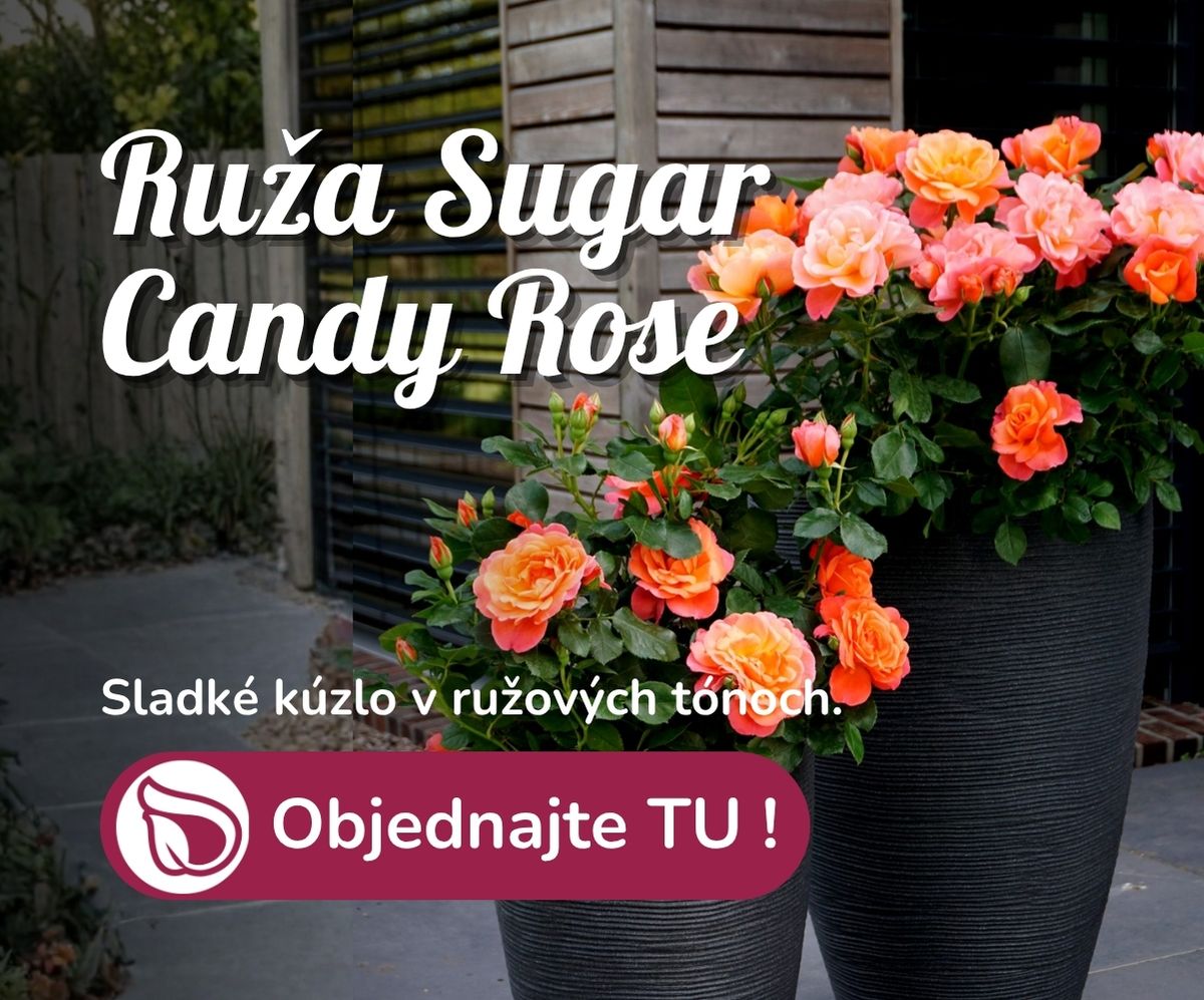 Ruža Sugar Candy Rose