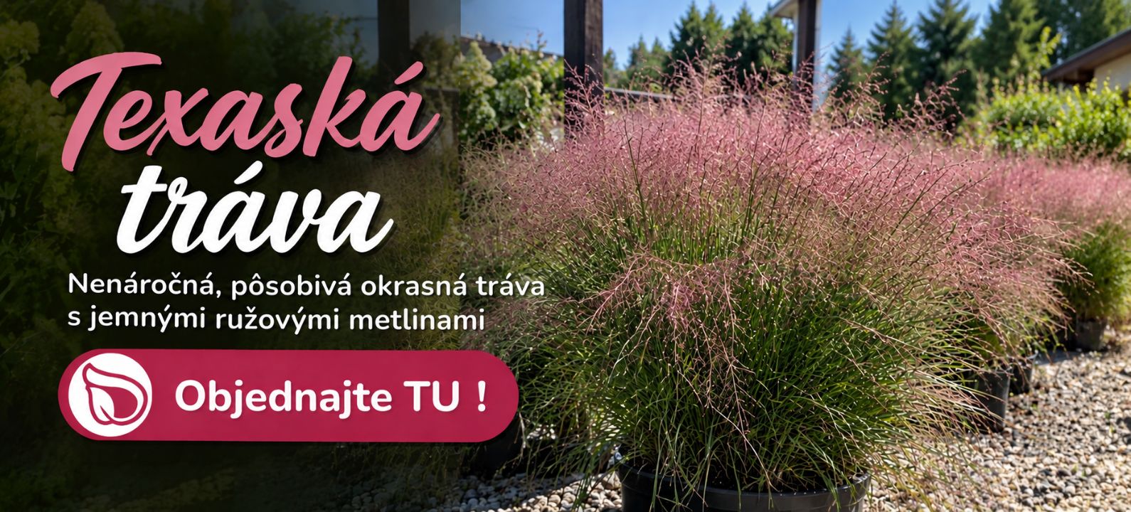 Texaská tráva