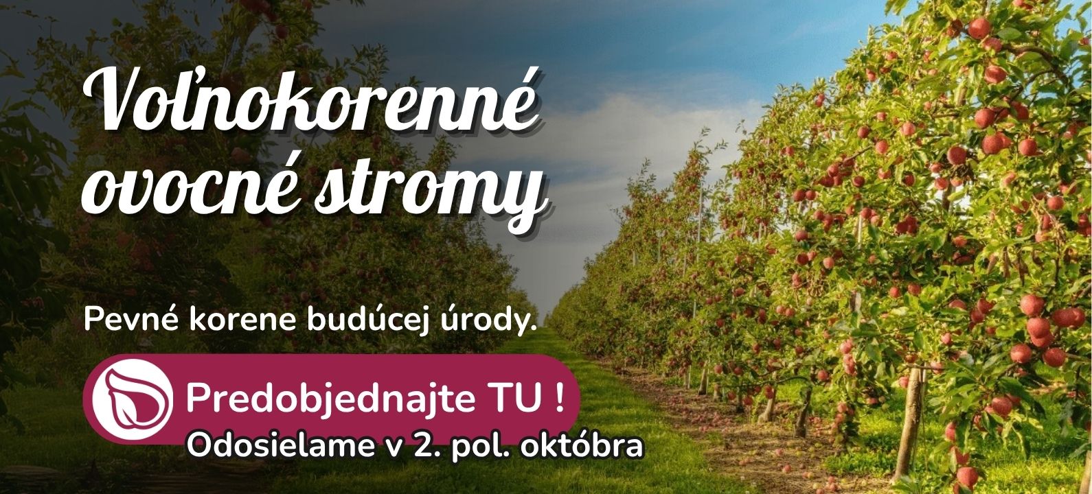Voľnokorenné ovocné stromy