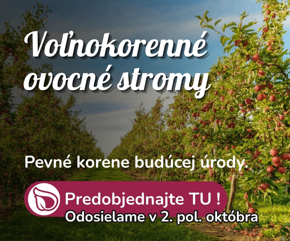 Voľnokorenné ovocné stromy_mobil