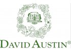 David Austin