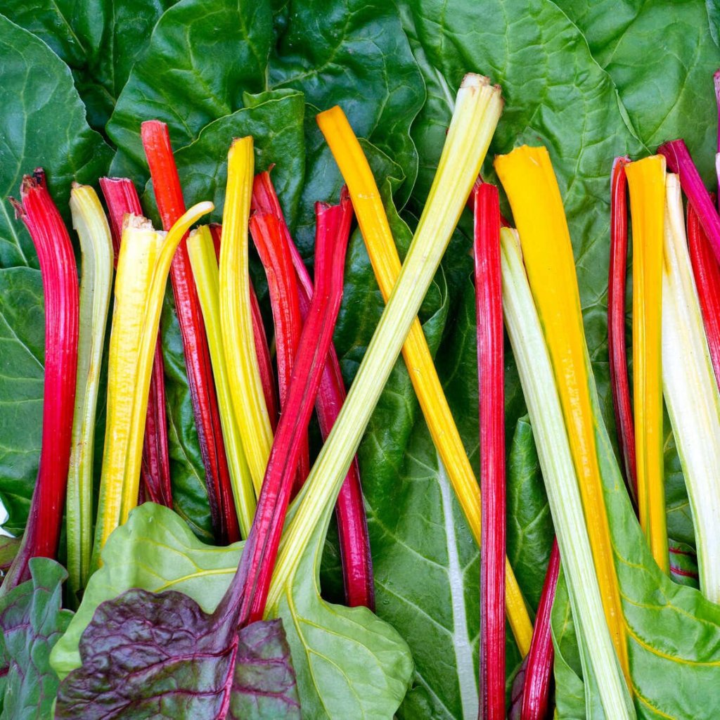 MANGOLD MULTICOLORE 6 ks