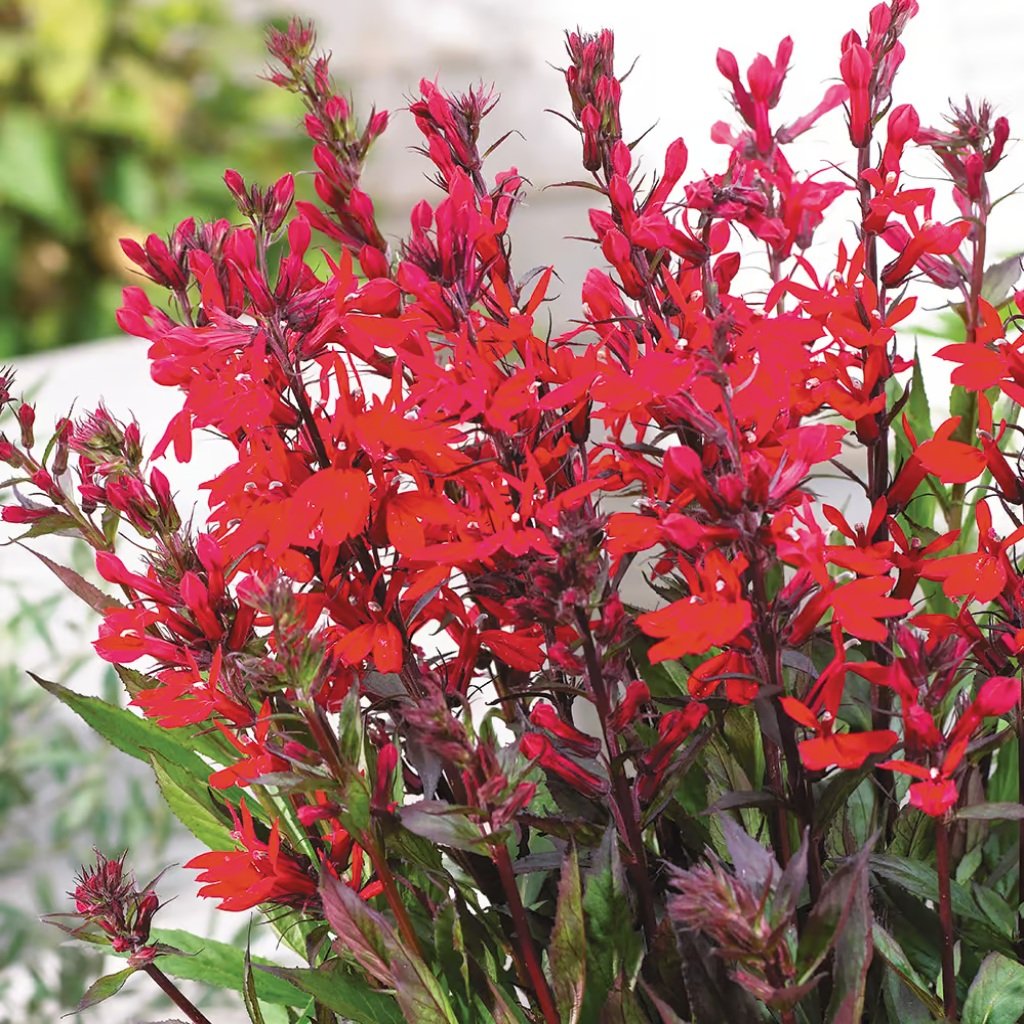 LOBÉLIA SPECIOSA FAN BURGUNDY