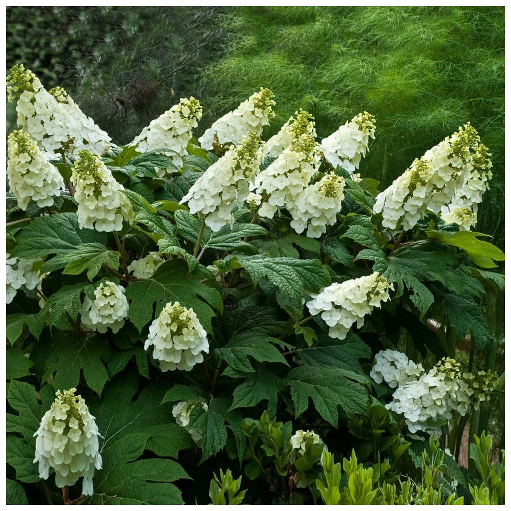 HORTENZIA DUBOLISTA ALICE COVER