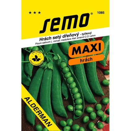 HRACH NESKORÝ ALDERMAN