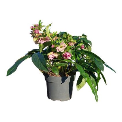HELLEBORUS ORI. VIV. ARIANA