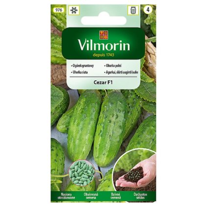 uhorka cezar f1 vilmorin 976