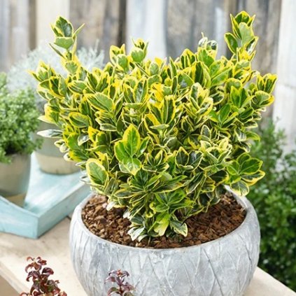 BRŠLEN JAPONSKÝ MARIEKE