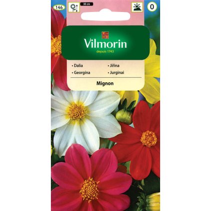 GEORGÍNA PREMENLIVÁ MIGNON