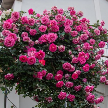 rosa parfum royal cover2