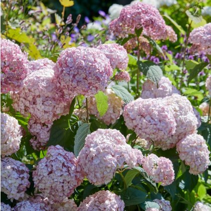 HORTENZIA STROMČEKOVITÁ CANDYBELLE BUBBLEGUM (Kvetináč 3 litre)