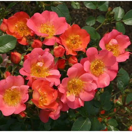 RUŽA COCO (Kvetináč 3 litre)