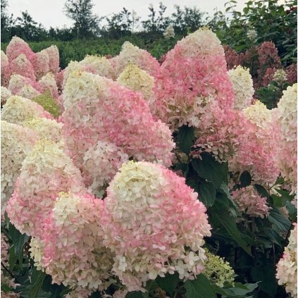 HORTENZIA  METLINATÁ PINKACHU (Kvetináč 3 litre)