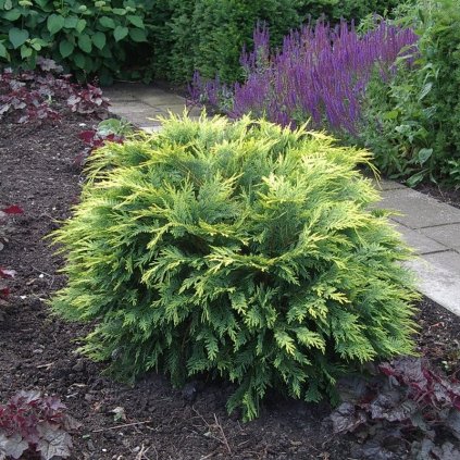 CYPRUŠTEK LAWSONOV SUNKIST