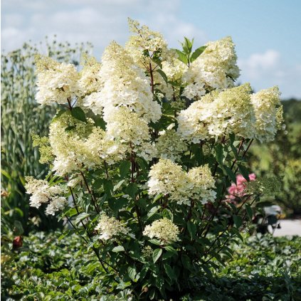 HORTENZIA METLINATÁ MAGICAL ANDES (Kvetináč 3 litre)