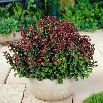 LEUKOTE CURLEY RED