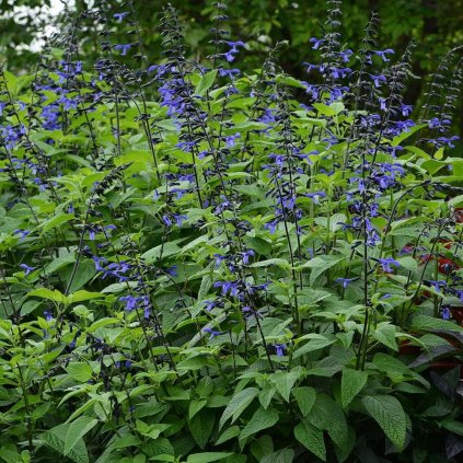 ŠALVIA BLACK AND BLOOM (Kvetináč 1,5 litra)